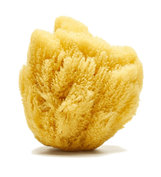 Loot Toy Company - Sandy The Sea Sponge